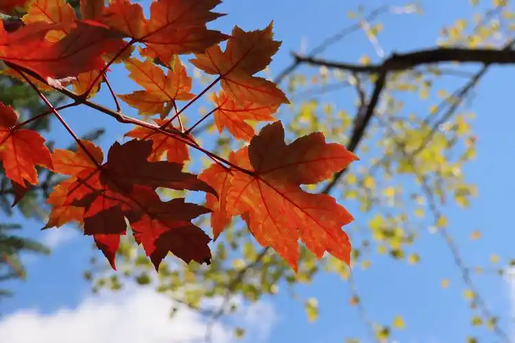 浪漫的季节向我们走来,枫叶渐红.