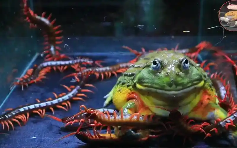 非洲牛蛙大战15只蜈蚣血脉觉醒