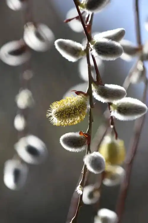 银芽柳