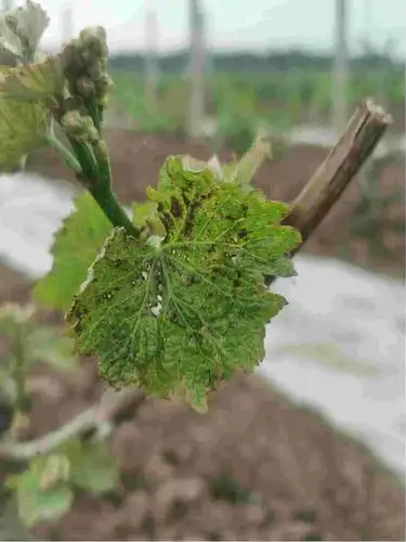 葡萄看上去大黄烂叶我想问一下是什么病怎吗救治