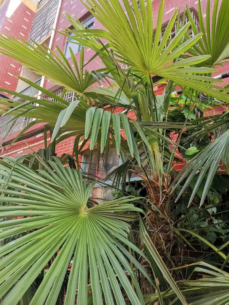 棕榈叶#信阳 #罗山#草编玫瑰花 - 抖音