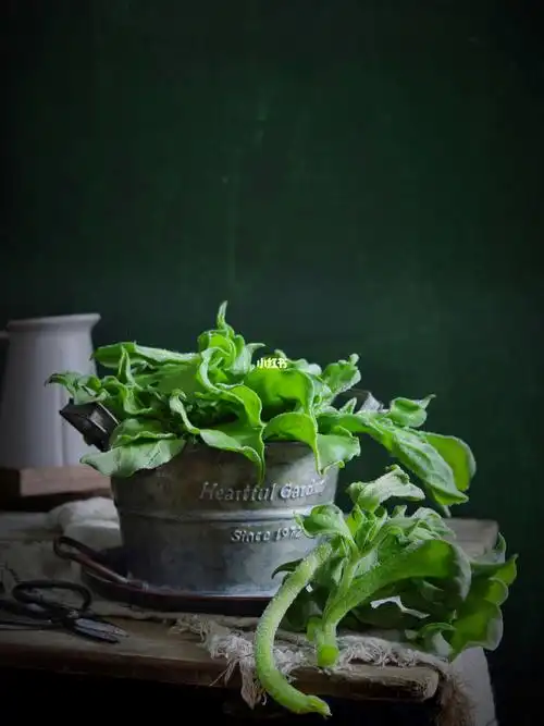 静物摄影自然光冰菜