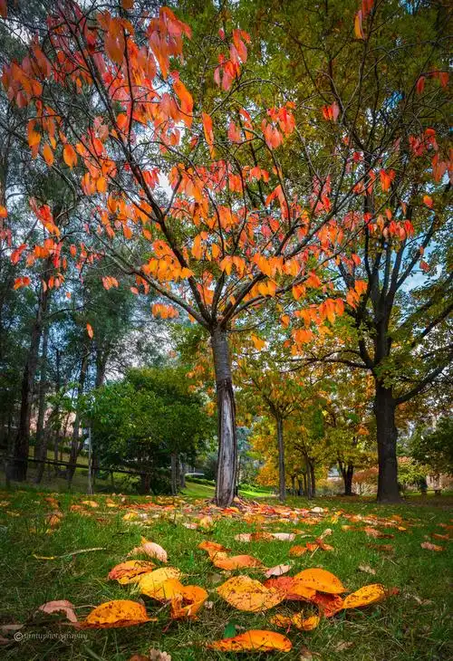秋天樱桃树澳大利亚bowral
