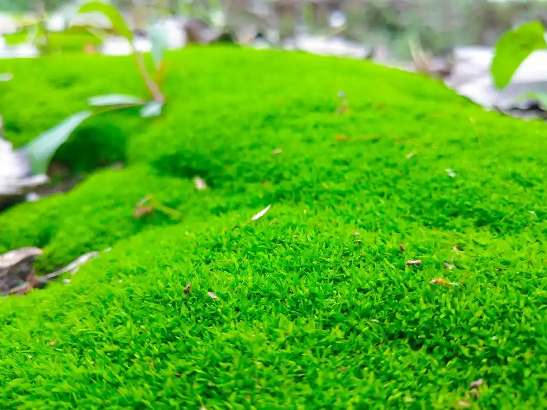 青苔与蘑菇,图片鉴赏