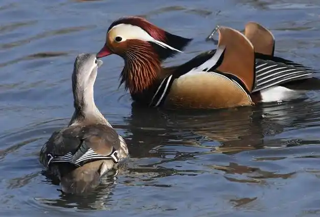 符拉迪沃斯托克的鸳鸯