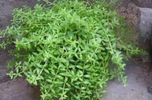 垂盆草又叫"打不死",带回家做盆栽,治蚊虫叮咬,净化空气