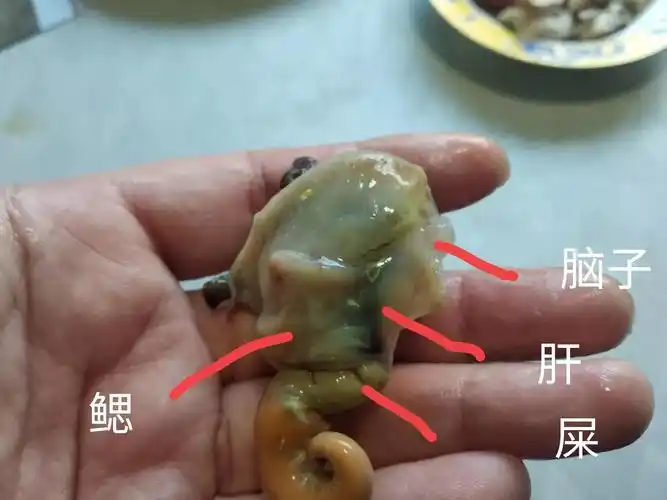 海螺哪些部位不能吃(要注意别吃了不该吃的)