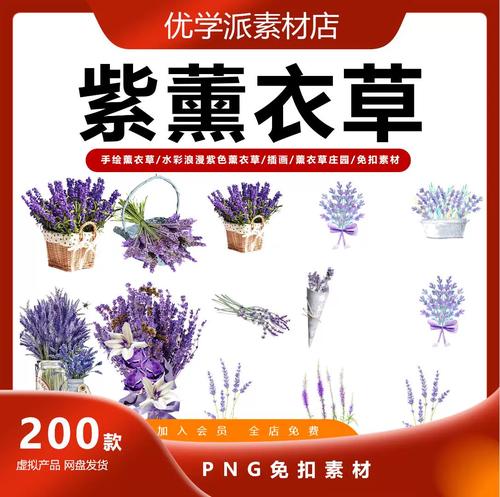 手绘水彩浪漫紫色薰衣草插画薰衣草庄园海报设计png免抠素材
