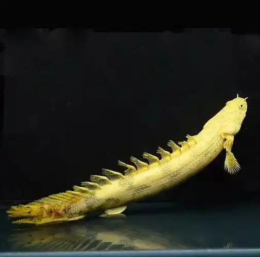 原产地:尼日利亚,赞比亚八,虎纹恐龙狠角色.