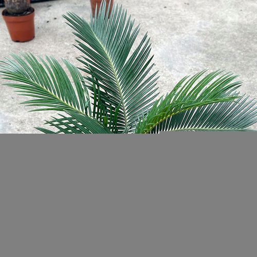 铁树盆栽 小铁树盆栽 室内花卉 铁树 小苏铁四季常青绿植花卉