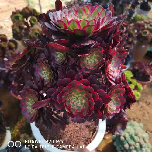 法师红覆轮老老桩红覆轮一物一拍红覆精品多肉植物