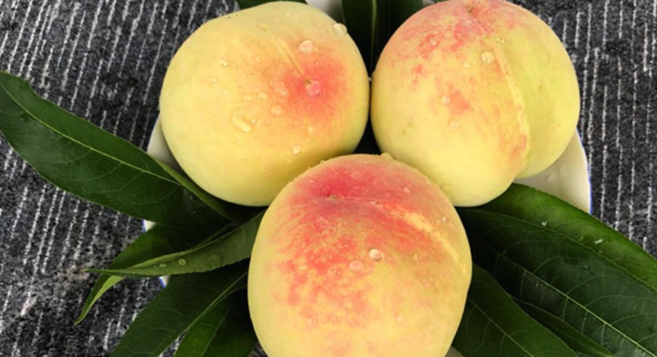 奉化水蜜桃是中国水蜜桃之最,中国第一桃,刚熟的桃子硬而甜,熟透的