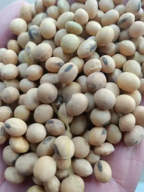 黄大豆 高蛋白苏北大豆