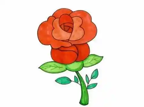 玫瑰花简笔画彩色可爱 玫瑰花简笔画简单画法漂亮