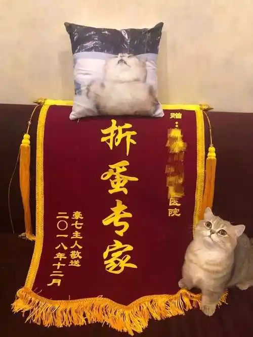 猫咪拆弹专家锦旗猫咪拆弹锦旗专家表情