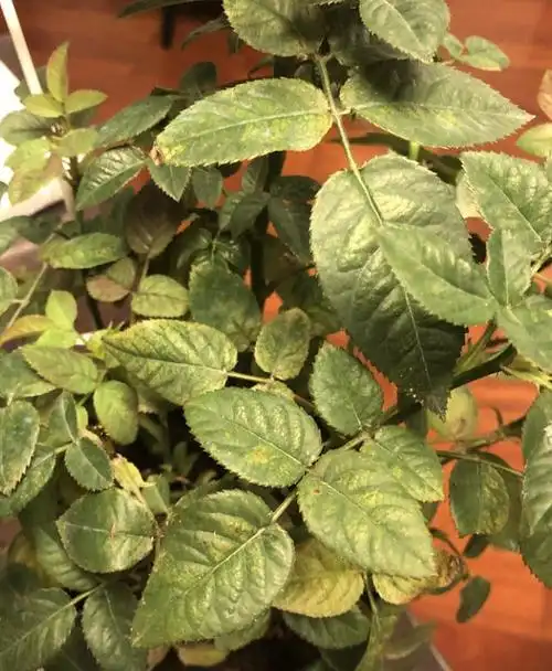 月季红蜘蛛来袭现在开始预防还不晚