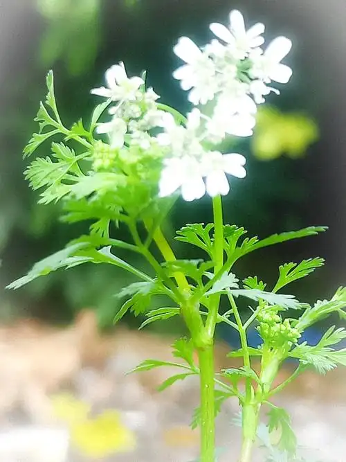 芫荽花美,美白气质