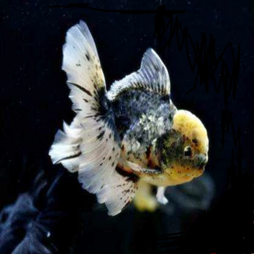 特色精品品花泰狮金鱼观赏鱼耐活活体鱼苗冷水鱼鱼