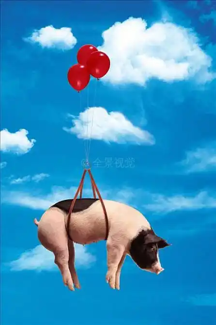 猪,飞,空中