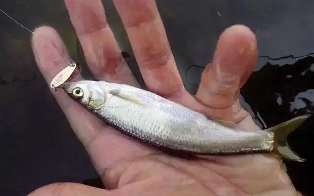 路亚钓白条鱼用什么拟饵