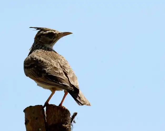 galerida cristata tardinata)是 a href="#">雀形目 /a>百灵科的鸟类