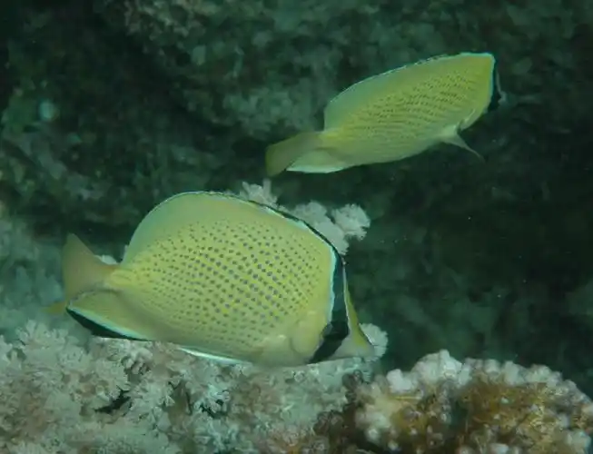 speckled butterflyfish