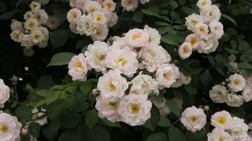 白蔷薇冰清玉洁