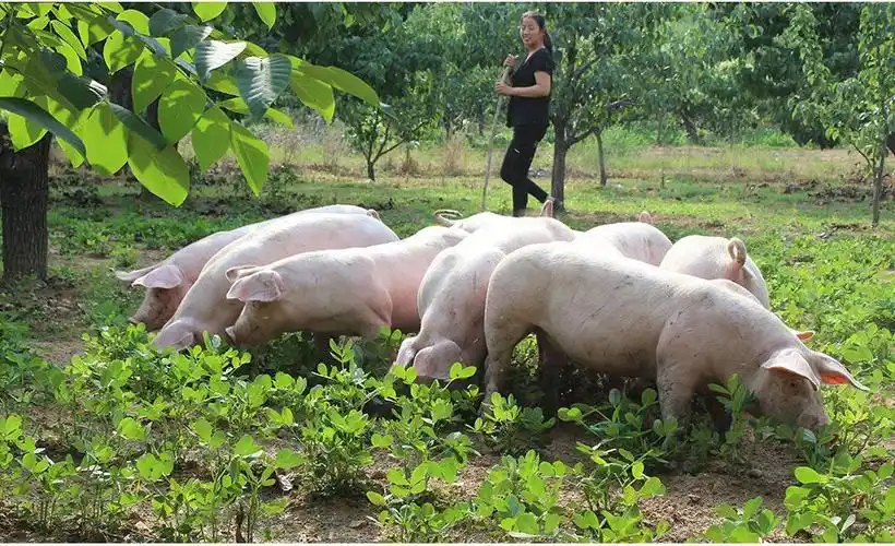 顺丰新鲜猪尾巴猪长尾猪短尾带皮去毛农家散养土猪尾巴土猪长尾3斤装
