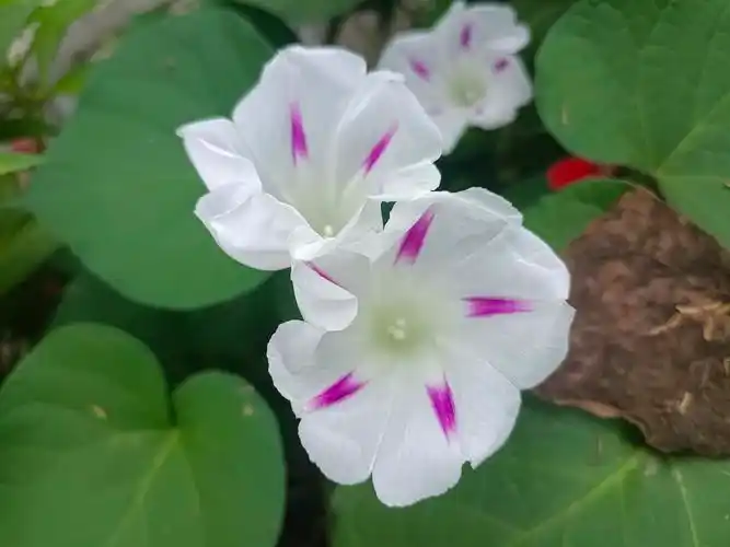 【首发】圆叶牵牛花