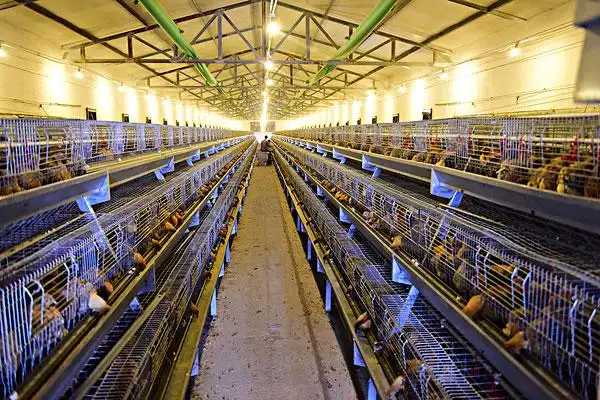 蛋鸡养殖场_全景网