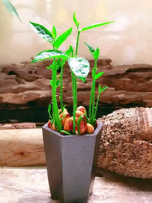 菠萝蜜的核放盆里,它会给你一个美好的惊喜