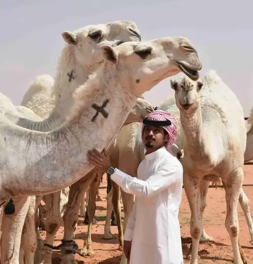 4月4日,在沙特阿拉伯首都利雅得以东的鲁马赫,主人抚摸获奖的骆驼.