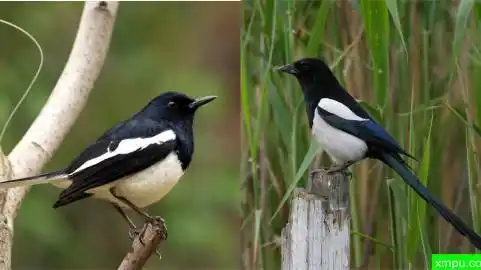 华美极乐鸟 华美极乐鸟 回复@yesiamoo:哈哈,鹊哥怕是有它4个大 僵尸