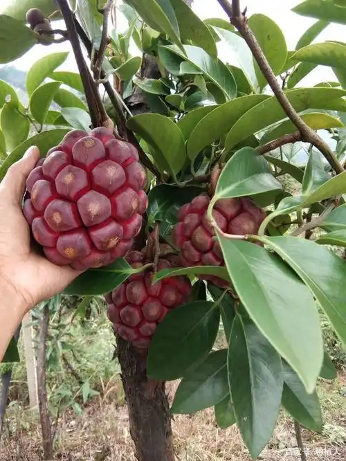 黑老虎哪个品种最甜且好吃?做水果必选种植品种!