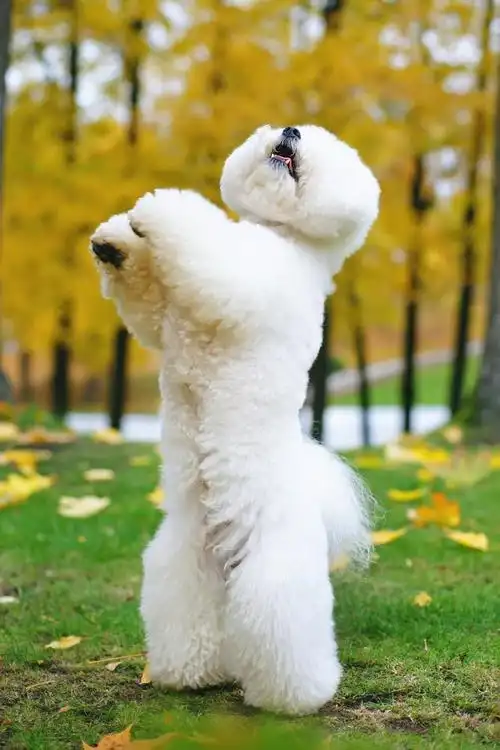 比熊认定你是主人的6大表现,看看你家狗有没有!