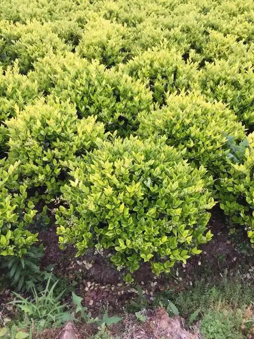 金森女贞最佳观赏期在什么时候呢?