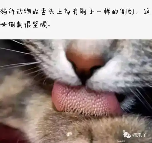 猫舌头上的倒刺你有仔细观察过吗