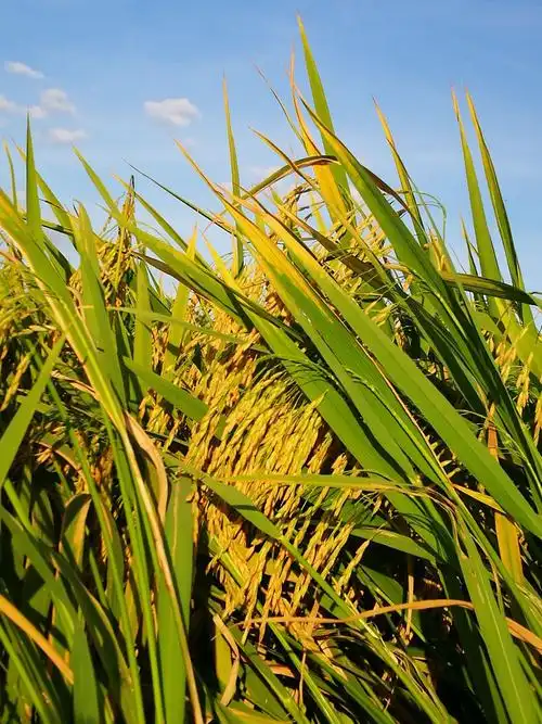 一穗穗饱满金黄的稻谷迎风飘扬.