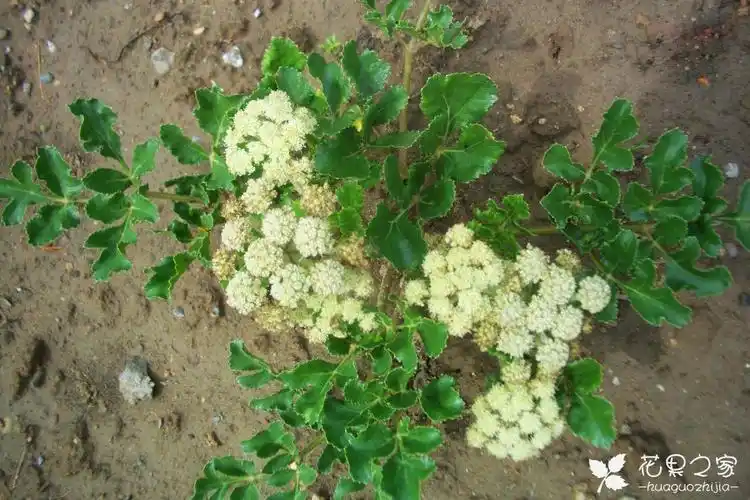 北沙参 -- 北沙参图片识别 北沙参的功效与作用