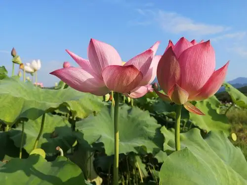 太阳升起来后最美荷花