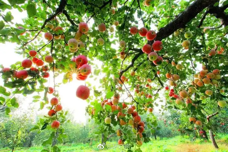 金秋十月,果园里的苹果挂满枝头.