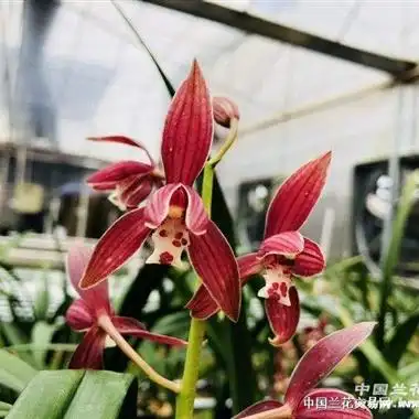 墨兰秋榜 喜羊羊 引种苗一苗 - 中国兰花交易网