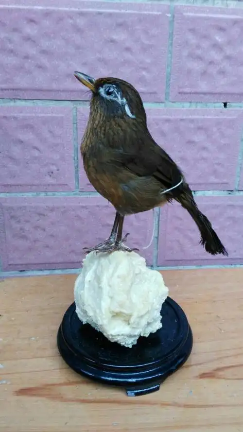 定做画眉标本 画眉假媒 画眉装饰品 竹鸡假媒标本 展览馆摆件