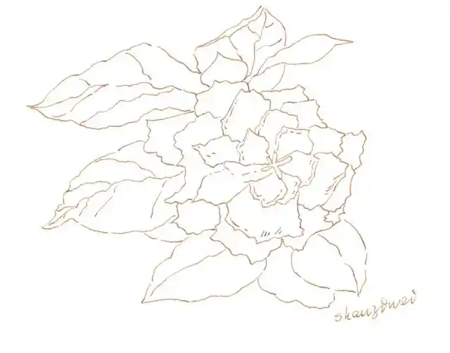 钢笔淡彩栀子花含线稿