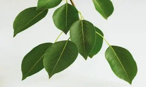 梨树的叶子像什么 - 赛百科