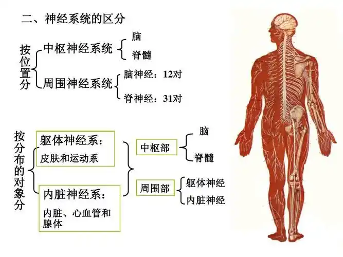 生理解剖详尽图文-神经系统总论(new)ppt