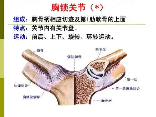 关节(*) 组成:胸骨柄相应切迹及第1肋软骨的上面 特点:关节内有关节盘