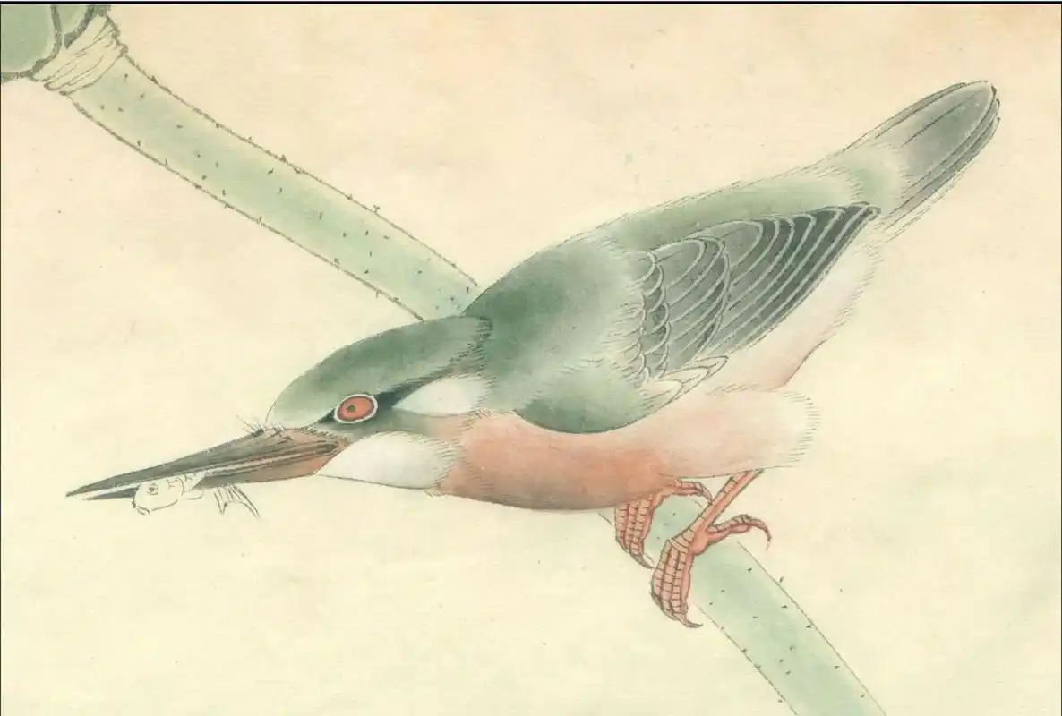 工笔画步骤分享(鸟类设色步骤——翠鸟) 概述:翠鸟为常见禽鸟,喙大,多