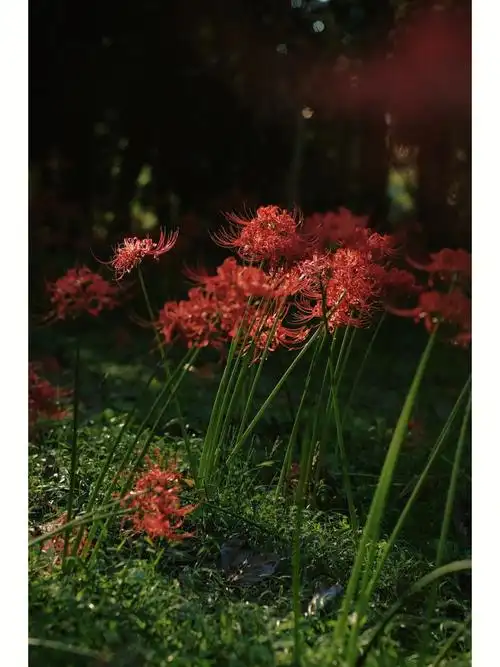 红色的彼岸花又叫曼珠沙华花语是无尽,绝望的爱花开不见叶子,有叶不见