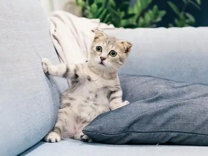 折耳猫多少钱折耳猫一般发病是几岁